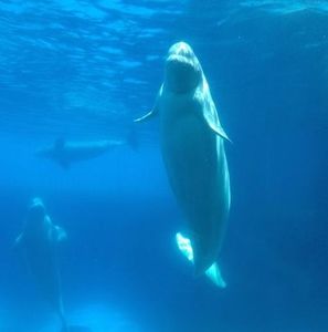 Meet your Posher, Sadok